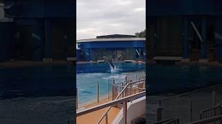 Dolphin show Ocean Park Hong Kong #shorts #viral #video #foryou #youtubeshort #part8