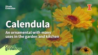 Calendula: An ornamental with many uses in the garden and kitchen | #GoodGrowing