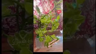 Devi's backbone plant ️#mohit #motivation #mohitsingh #subscribe #plants