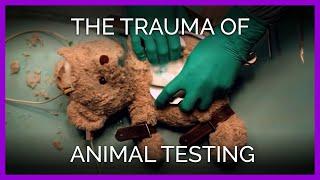 Watch: A Teddy Bear Tackles the Trauma of Animal Tests in New Video