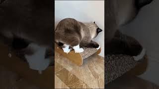 #cat #funny #happycats #catmemes #music #memes #trending #trendingshorts #new #reels