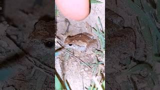 funny of catch frog