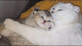 I have tears in my eyes when I see this! The cutest video about kittens! Without music