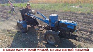 МЫ НЕ ОЖИДАЛИ ТАКОГО УРОЖАЯ,КОПАЮ КАРТОФЕЛЬ У СЕСТРЫ, ВЕЕРНАЯ КОПАЛКА/ POTATO HARVESTING SEASON 2024