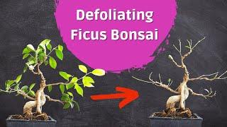 Severe Ficus Bonsai Defoliation - The Leaves Must Go!