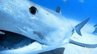 Huge Tiger Sharks I could smell their breath Bull Sharks bumping us, big snapper got face bitten off