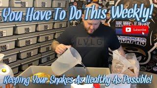 YOU HAVE TO DO THIS WEEKLY!!  ||  HOW TO KEEP YOUR SNAKES AS HEALTHY AS POSSIBLE!!