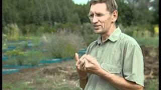 Borago officinalis (огуречная трава)