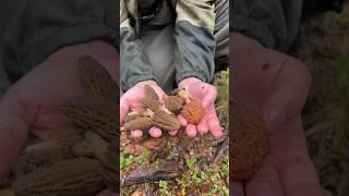 Что за розовый гриб? странная находка в старом лесу! Сморчки!
