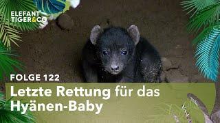 SOS – Land unter im Hyänengehege (Folge 122) | Elefant, Tiger & Co. | MDR