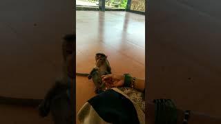 viral||trending||shorts||animal||trending shorts||reels||trending