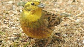 Yellowhammer