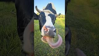 Cow me #farm #cowboy #california #tongue #cow