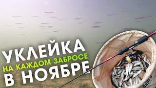 Осенняя плотва и уклейка / ловля на отводной поводок, спиннинг ультралайт