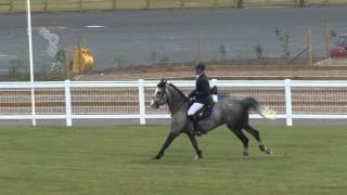 Interpreter, only an 8yo, goes in his first premier Grand Prix