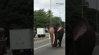 නැරඹුම්වාර මිලියනය පසුකල උඩරට නැට්ටුවා| Sinha Raja | #elephant #lover #kandy #sri #daladamaligawa