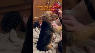 Cutest Dog Video You’ll Watch Today! #shorts #fishingwcp #yorkie #pets #dogs #cuteanimals #dog