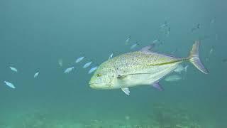 Bluefin trevally and Baitball(2)