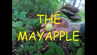 Mayapple - A Delicious Trail Snack