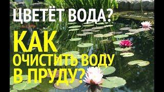 Цветет вода в пруду? Как очистить воду в пруду. Проверенный метод, который работает