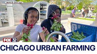 Chicago urban farming: Youth learn to grow food and give back