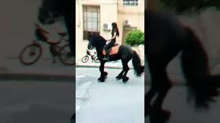 #horses #horse #horsedance #entertainment
