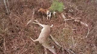 Deer Doggin NC EP3 DOUBLED UP AT INEZ HUNTING CLUB