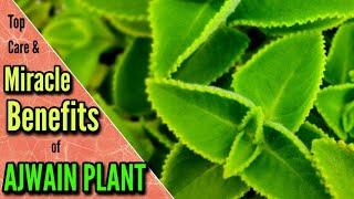 #ajwain #medicinalherb How to Care Ajwain Plant & Miracle Benefits of Ajwain Plant