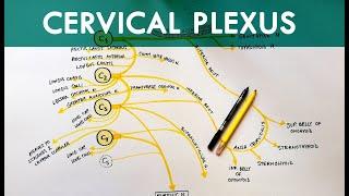 Cervical Plexus - Anatomy Tutorial