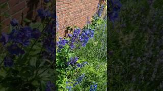 The Secret to Lush Rose Beds: Perennials!