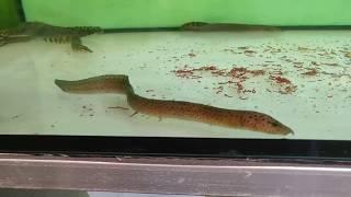 Rare Tanganyika eel: Mastacembelus flavidus