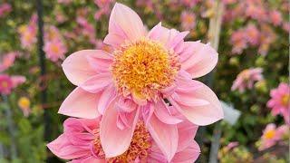 Dahlia Floret Seedling Patch