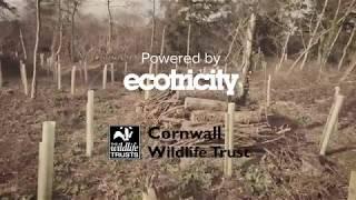 Cornwall Wildlife Trust | Powered By Ecotricity