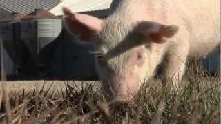 Sequenced Pig Genome Creates Opportunities for Health Research