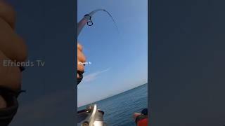  Sounds is good, fighting for a giant fish #fishing