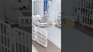 스스로 문열고 까까먹는 부러운 개꿀 인생 #강아지 #꼬똥드툴레아 #dog #shorts