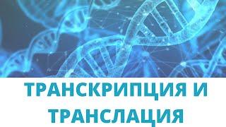 ТРАНСКРИПЦИЯ И ТРАНСЛАЦИЯ I ИНФОРМАЦИОННА РНК I СИНТЕЗ НА БЕЛТЪЦИ I ТРАНСПОРТНА РНК