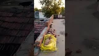 #shidya#vairalvideo #music #song  #automobile #funny #newsong #trending #construction #subscribe