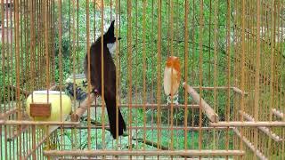 Thailand bird