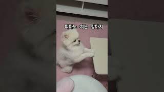 하루의일상 #피아노치는강아지 #하루