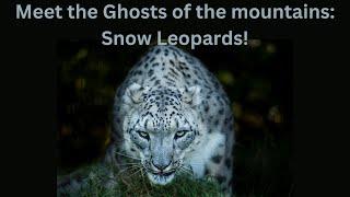 Meet the Ghosts of the mountains - Snow Leopards!