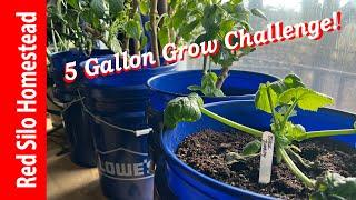 5 Gallon Grow Challenge! | How much can you grow?