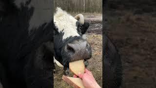 Красивая старенькая корова. #cutecows #корова