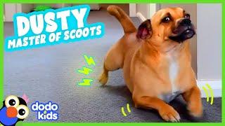 This Little Dog Just Won't Stop Scooting | Dodo Kids