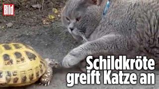 Aggro-Schildkröte attackiert Katze