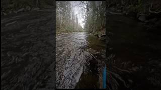 GOLD PROSPECTING #gold #nature #fish #earth #easy