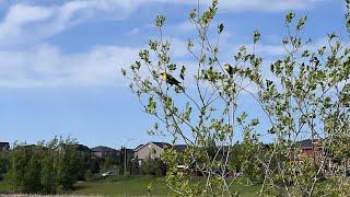 Walk with me- evansdale common NW, beautiful natural area in Calgary. And Capture nice pictures