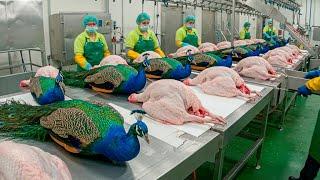 : Peacock Breeding Techniques  | How Chinese Farmers Profit from the Most Stunning Bird 