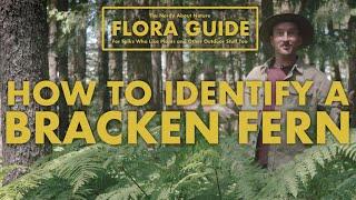 Bracken Ferns - How to Identify Them! || Nerdy About Nature Flora Guide