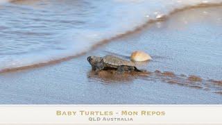 See amazing baby turtles